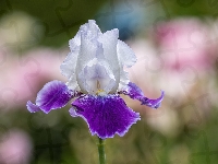 Irys, Biało-fioletowy, Kwiat