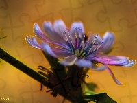 Kwiat, Cykoria, Kolorowy, Fractalius