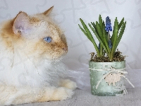 Niebieskooki, Kwiat, Kot, Doniczka, Szafirek