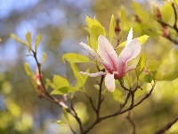 Różowa, Kwiat, Magnolia, Gałązki, Krzew