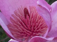 Magnolia, Kwiat, Różowa