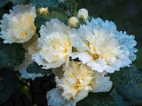 Malwa Alcea, Biała, Kwiat