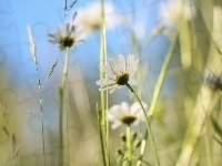 Kwiat, Trawa, Biała, Margerytka, Źdźbła