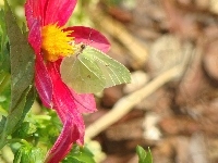 Kwiat, Motyl