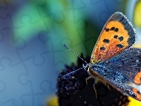 Kwiat, Motyl