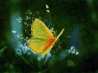 Motyl, Kwiat, Skrzydła