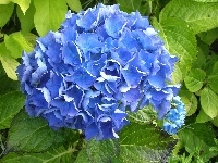 Niebieska, Kwiat, Hortensja