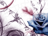 Niebieska, Kwiat, Róża