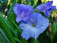 Niebieski, Kwiat, Mieczyk