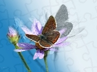 Kwiat, Motyl, Owad, Grafika