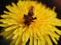 Owad, Kwiat, Pszczoła