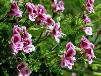 Pelargonia, Kwiat, Angielska