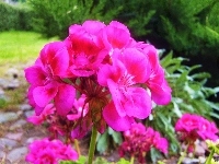 Kwiat, Pelargonia