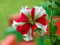 Petunia, Biało-czerwona, Kwiat