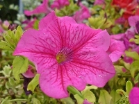 Petunia, Kwiat, Różowa