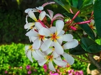 Plumeria, Kwiat, Liście