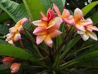 Kwiat, Plumeria