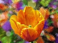 Kwiat, Makro, Tulipan, Pomarańczowy, Szyba