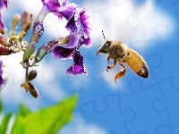 Pszczoła, Kwiat, Niebo