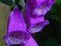 Kwiat, Naparstnica Purpurowa