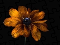 Rudbekia, Kwiat, Zbliżenie