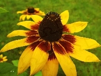 Kwiat, Rudbekia