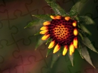 Kwiat, Słonecznik