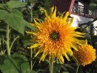 Słonecznika, Kwiat, Ozdobnego