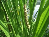 Kwiat, Tataraku