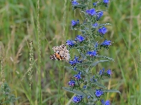 Motyl, Kwiat, Trawa, Rusałka osetnik