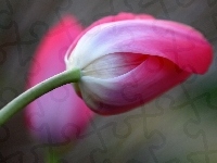 Kwiat, Tulipan