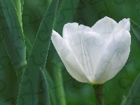 Tulipan, Kwiat, Biały