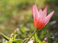 Kwiat, Różowy, Tulipan, Wiosna