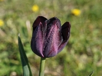 Wiosenny, Kwiat, Tulipan