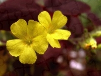 żółty, Kwiat, Prymulka