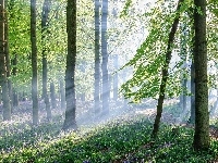 Kwiatki, Słońca, Las, Ścieżka, Promienie