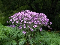 Liście, Kwiatki, Pelargonia