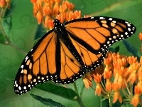 Kwiatki, Pomarańczowy, Motyl, Zieleń