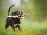 Łąka, Pies, Patyk, Kwiatki, Rottweiler, Szczeniak, Trawa