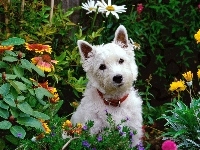 Kwiatki, Biały, Pies, Ogród