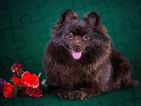 Kwiatki, Język, Piesek