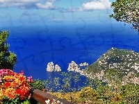 Kwiatki, Morze, Skały, Capri