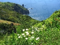 Kwiatki, Portugalia, Ocean, Zatoka, Azory