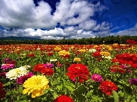Kwiatów, Pole, Kolorowych, Chmury
