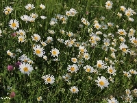 Kwiatów, Koniczyna, Łąka, Pełna, Margerytki