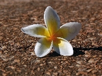 Kwiatuszek, Plumeria