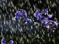 Kwiatuszki, Deszcz, Niebieskie, Dzwoneczki