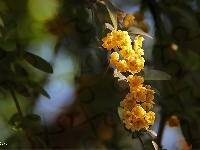 Kwiatuszki, Krzew, Żółte, Gałązka
