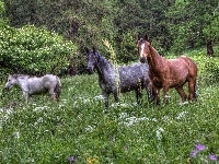 Kwiaty, HDR, Konie, Łąka, Las