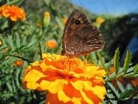 Aksamitki, Kwiaty, Motyl